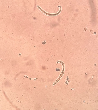 <p>přežvýkavci</p>