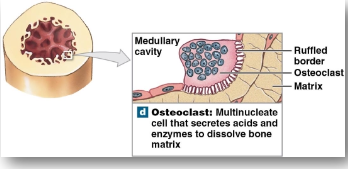 <p>Osteoclasts</p>