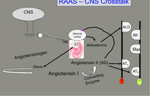 <p>How does aldosterone increase BP?</p>