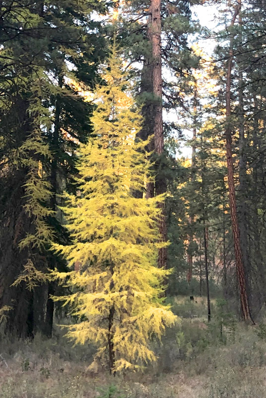 <p>Western Larch </p>