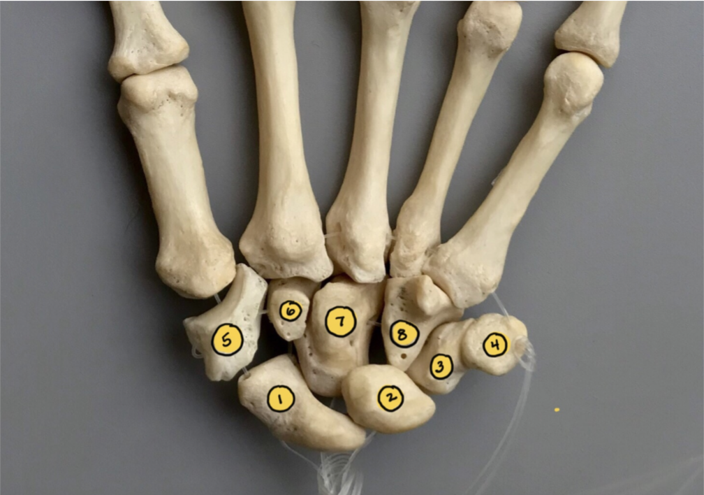<p>7</p>
