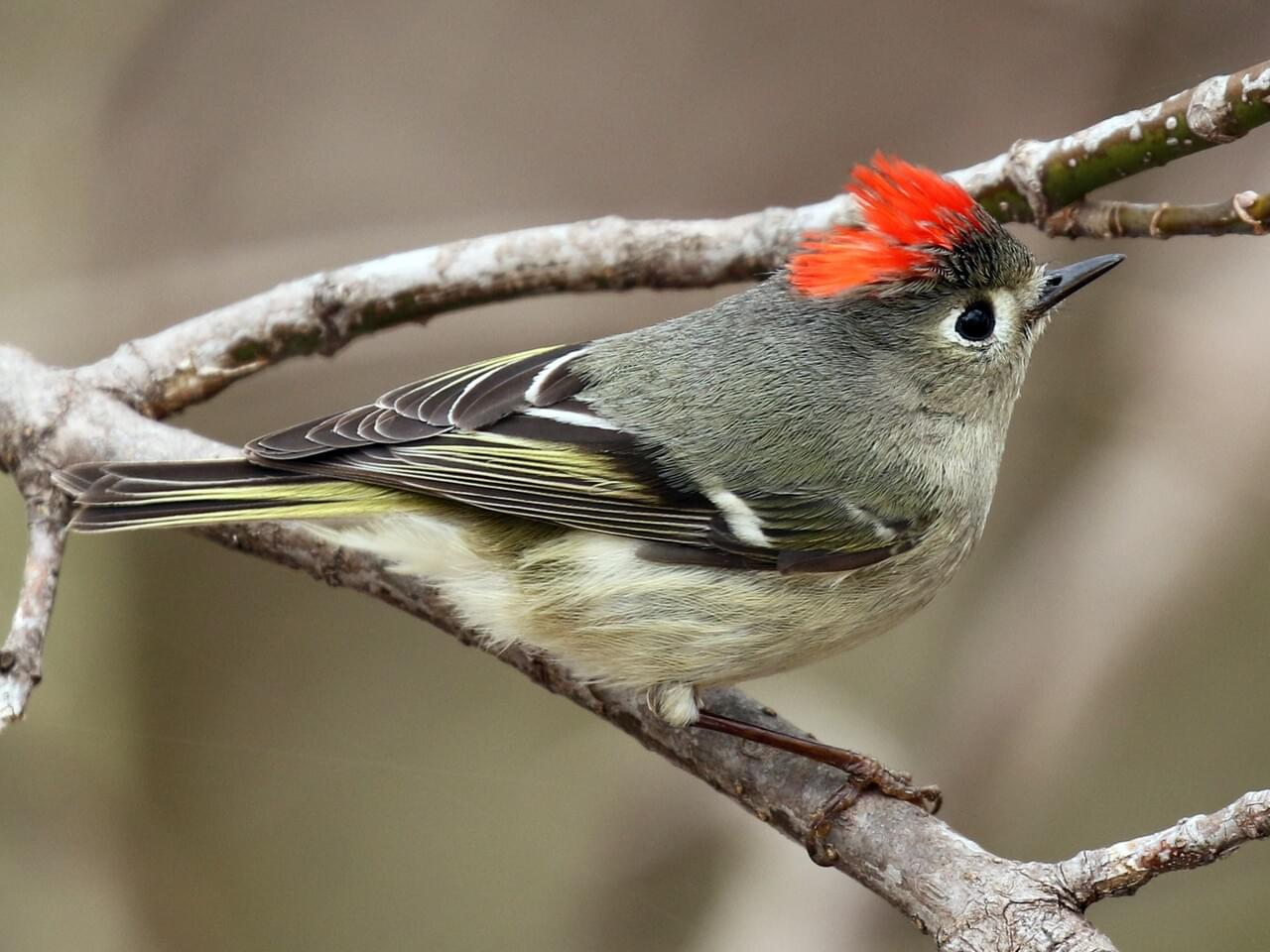 <p>Ruby-crowned kinglet</p>