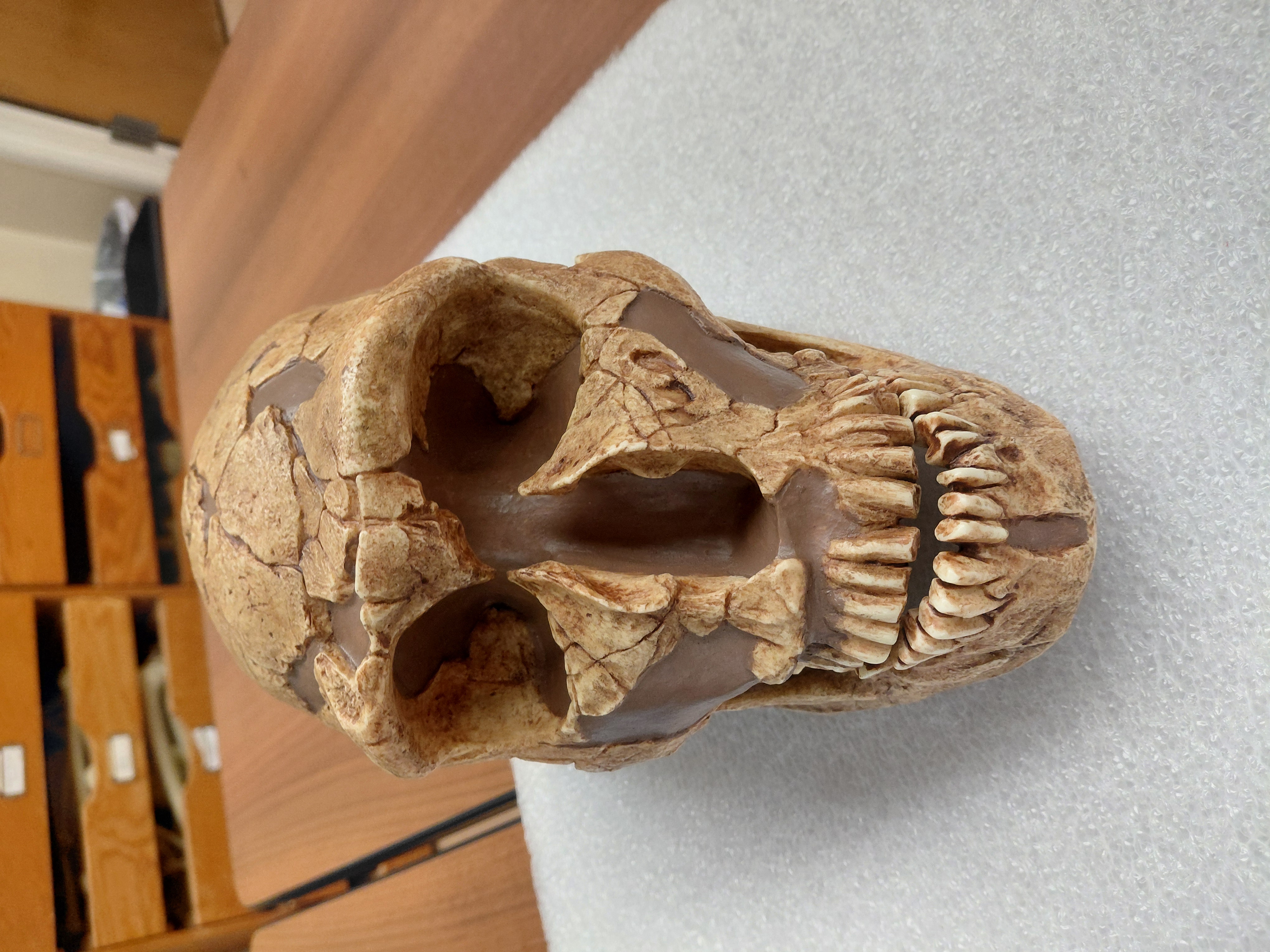 <p>What is the genus and species of this specimen? How do you know?</p>
