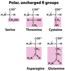 <p>Ser, Thr, Cys, Asn, Gln.</p>