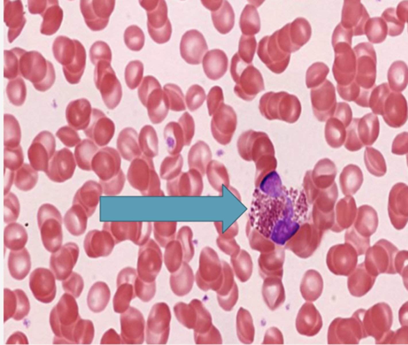 <p>Identify the blood formed element</p>