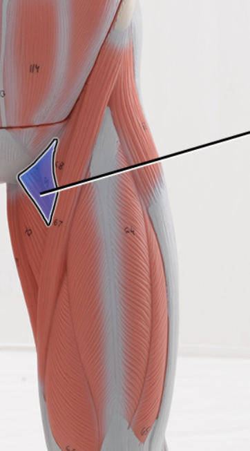 <p>Name the highlighted structure</p>