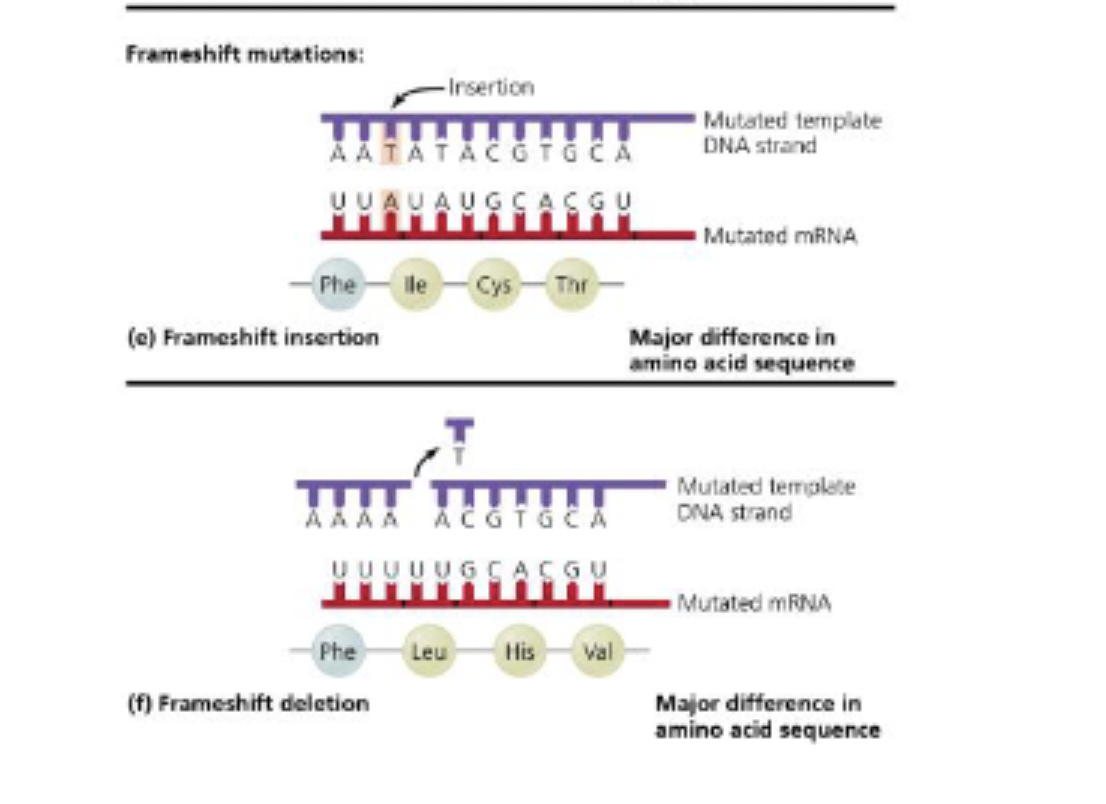 <p>Types of Mutations</p><p>– Point mutations</p><p>    <span data-name="black_small_square" data-type="emoji">▪</span> One base pair is affected</p><p>     <span data-name="black_small_square" data-type="emoji">▪</span> ex: Substitutions and frameshift (insertion and deletion) mutations</p><p>– Gross mutations</p><p>    <span data-name="black_small_square" data-type="emoji">▪</span> Include inversions, duplications, and transpositions</p><p>Mutagens increase the mutation rate by a factor of 10</p><p>to 1000 times.</p><p></p><img src="https://assets.knowt.com/user-attachments/a8a12a88-42fe-4561-9752-3a09dda08bdf.png" data-width="100%" data-align="center"><p></p><img src="https://assets.knowt.com/user-attachments/0a076f31-f25a-45f8-84b3-8b61ce8106d6.png" data-width="100%" data-align="center"><p></p>