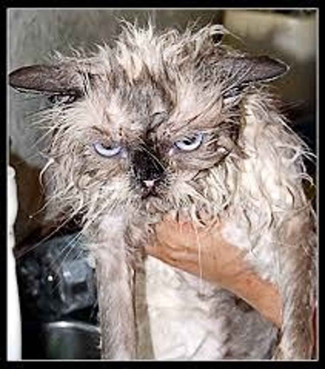 <p>(descriptive English) tóc rối bù Ví dụ: He came in with dishevelled hair.</p>