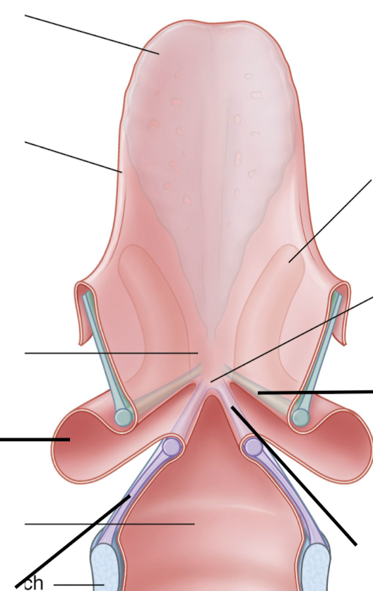 <p>Posterior view of the ventricle.</p>