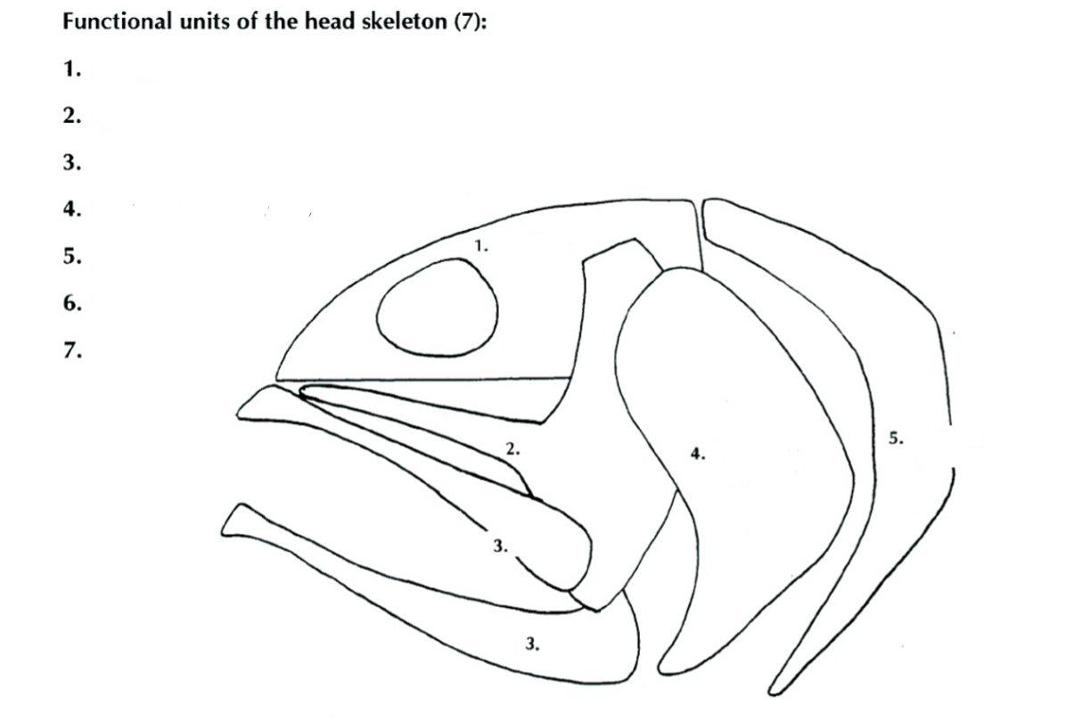 <p>Identify the following five elements of the head skeleton?</p>