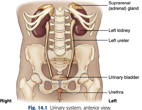 <p><span>- 2 kidneys</span><br><span>- 2 ureters</span><br><span>- 1 bladder</span><br><span>- 1 urethra</span></p>