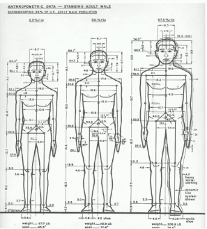 <p>anthropometry</p>