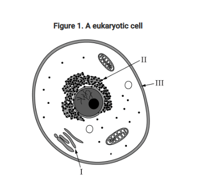 <p>Figure 1 shows three labeled organelles (I, II, III) in a eukaryotic cell.</p><p>Which of the following is a claim that could be made about the relationship between organelles I, II, and III in Figure 1?</p><p><strong>A) </strong>All three organelles play a direct role in the production, modification, and transport of proteins that are released from the cell.</p><p><strong>B) </strong>All three organelles play a direct role in the breakdown of materials that enter the cell.</p><p><strong>C) </strong>Organelles I and II synthesize macromolecules that are then transported by organelle III to the electron transport chain to become part of cellular respiration.</p><p><strong>D) </strong>Organelles II and III synthesize and transport proteins that are then digested into amino acids by organelle I.<br></p>