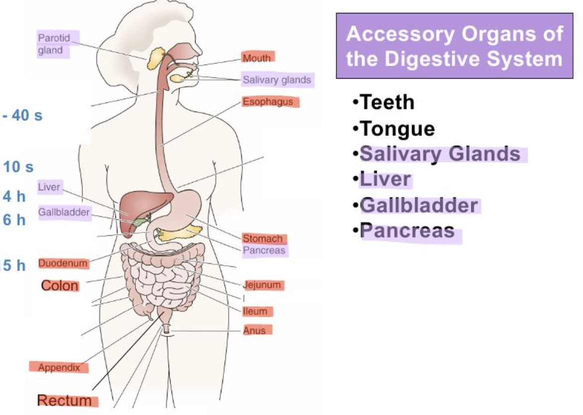 <p>Mechanical digestion</p>