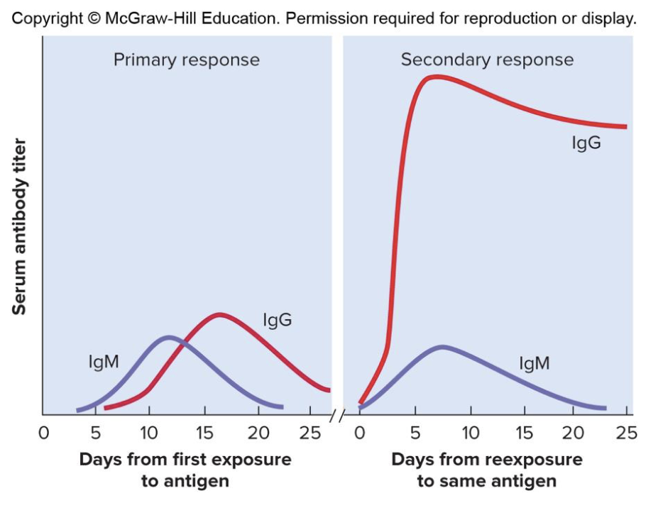 <ul><li><p><strong>Primary Response: </strong>When a person is exposed the first time </p></li><li><p>Antibody titer (measurement of concentration of antibodies) increases until day 10 </p></li><li><p>Leaves an immune memory </p></li><li><p>Memory B cells mount a quick secondary (anamnestic) response upon re-exposure </p></li></ul><p></p>