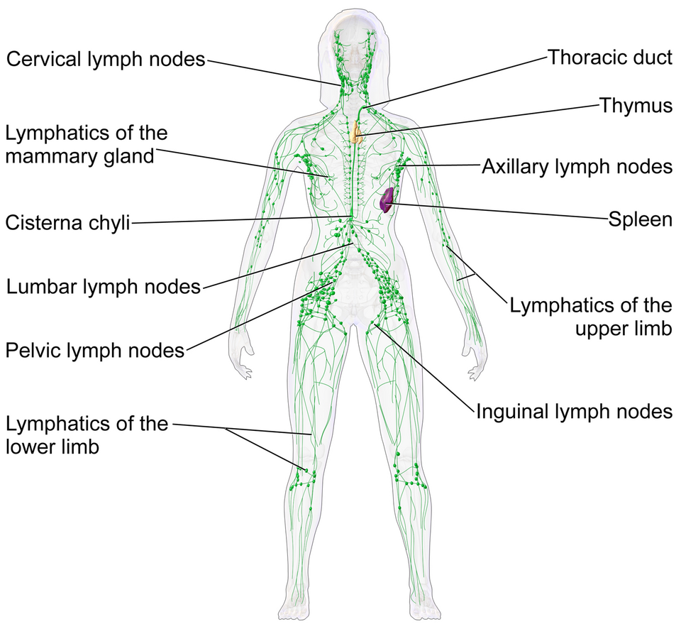 <p>What organ system is this, what is it’s key organs, and what is it’s function?</p>