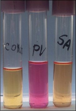 <p>phenyl red</p><p>positive is cerise, negative is yellow</p>