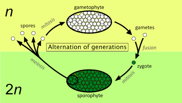 <p>Gametophyte is the haploid, multicellular stage in the life cycle of plants and algae that produces sexual gametes through mitosis.</p>