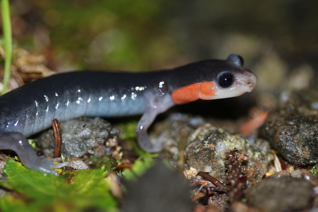 <p>Red cheeked salamander</p>