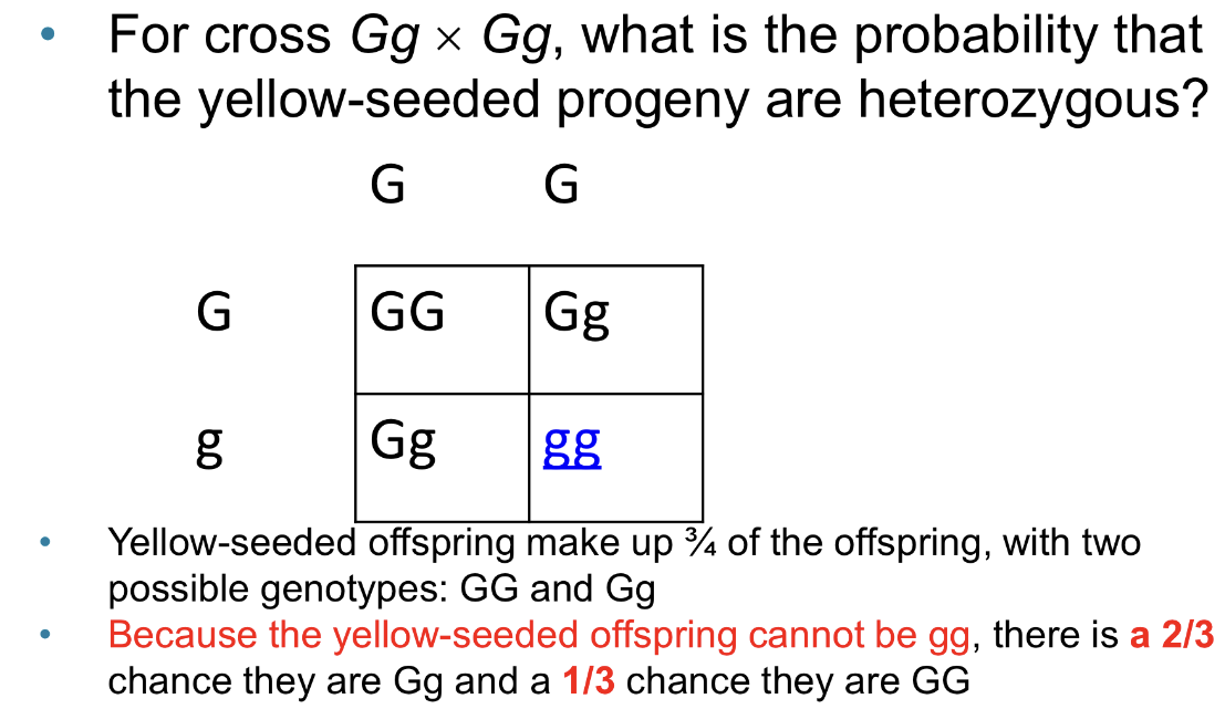 <ul><li><p>The probability of an event (A), given that another (B) has already occurred</p></li><li><p>Is asked after the cross has been made, is applied when information about the outcome modifies the probability calculation</p><ul><li><p>Note: the product and sum rules are used before a cross is made, in order to predict the likelihood of certain outcomes</p></li></ul></li></ul><p></p>