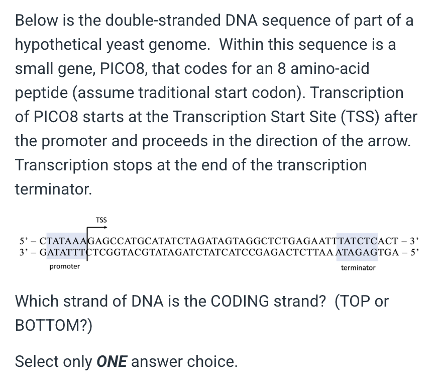 <p>&nbsp;</p><p>Top</p><p>&nbsp;</p><p>Bottom</p><p>&nbsp;</p><p>Either can serve as the codong strand</p><p>&nbsp;</p><p>There isn’t enough information to determine which is the coding strand</p>