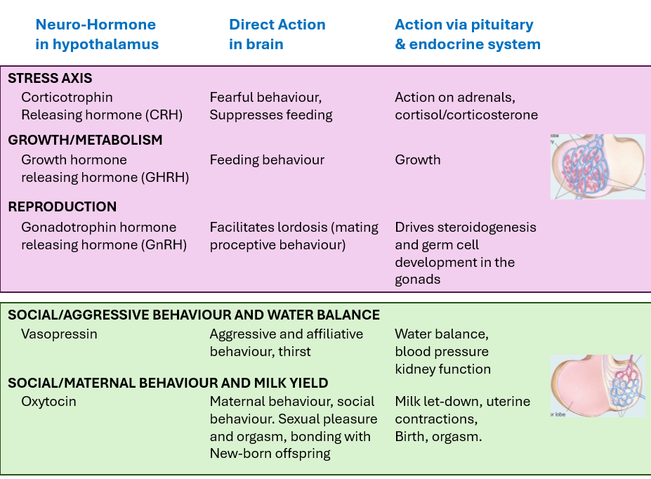 <p>Pink is anterior PG. Green is posterior PG.</p><p></p><p><strong><em>Lordosis</em></strong><em> = mating posture where the female arches her back to allow mating.</em></p><p><strong><em>Proceptive behaviour</em></strong><em> = behaviours that show sexual interest and attract a mate.</em></p><p><strong><em>Affiliative behaviour</em></strong><em> = friendly, social bonding behaviour between individuals</em></p>