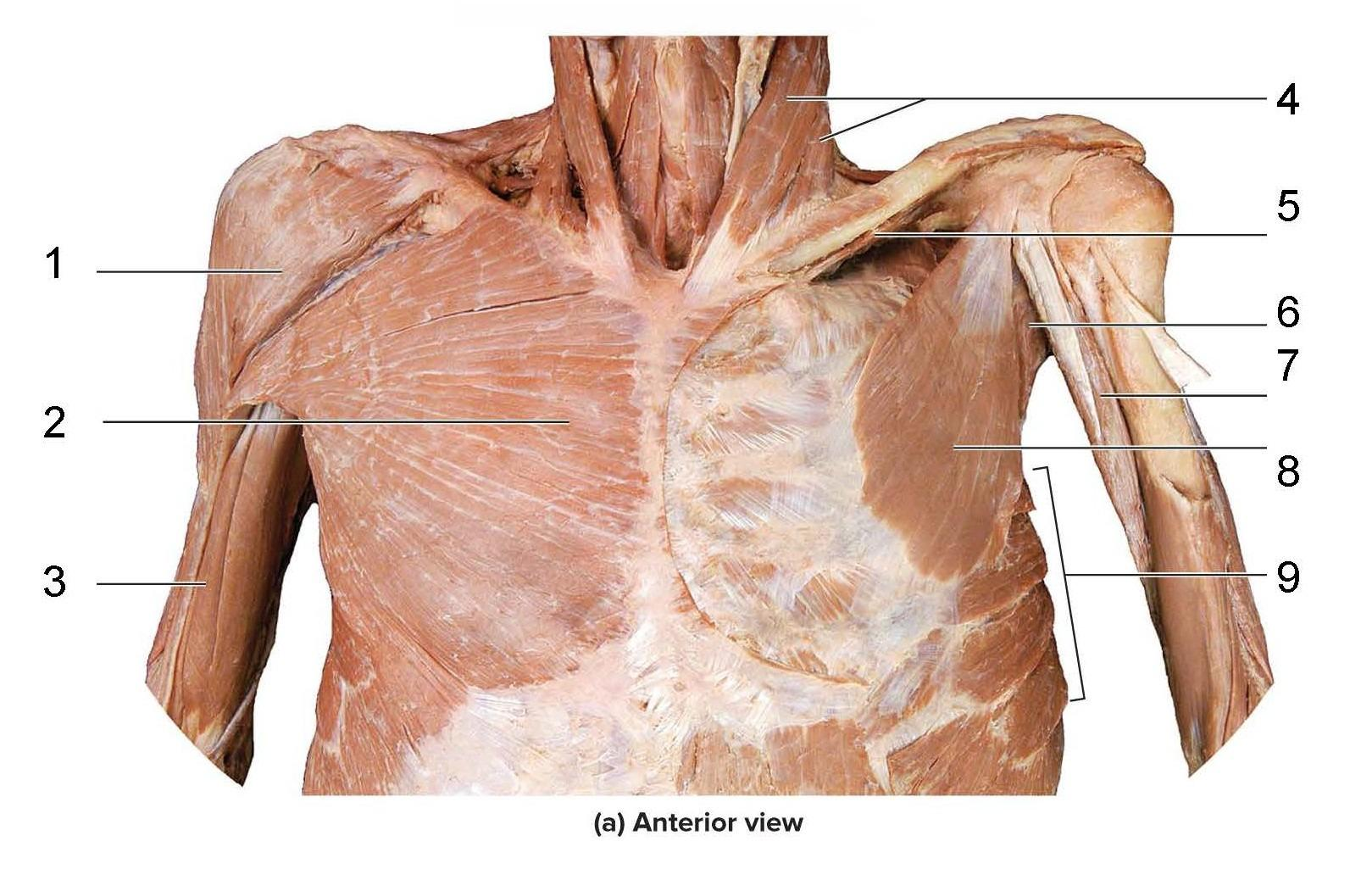 <p>What is identified in the photo 1-9</p>
