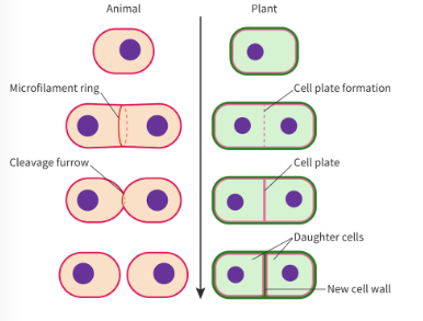 <ul><li><p>def: process where cytoplasm of parent cell is split to make 2 daughter cells</p></li><li><p>animals:</p><ul><li><p>actin/myosin makes contractile ring to pinch cell membrane</p></li><li><p>forms a cleave furrow (with aid of fluid nature of double membrane)</p></li></ul></li><li><p>plants:</p><ul><li><p>need to assemble cell plate (made from fusion of vesicles containing cell wall mateirals)</p></li><li><p>plate grows outward until fusing with existing cell wall</p></li></ul></li></ul><p></p>