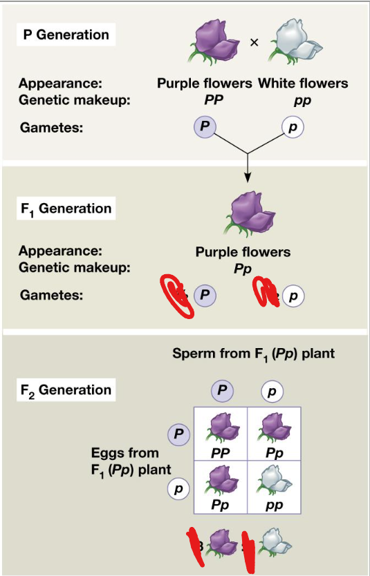 <ul><li><p><span style="background-color: transparent;">mendel Examined … characters in pea plants over 2 generations</span></p></li></ul><ul><li><p><span style="background-color: transparent;">F1 generation: all progeny were identical – displayed “…..” trait</span></p></li></ul><ul><li><p><span style="background-color: transparent;">F2 generation: progeny displayed ….. ratio of “dominant” to “recessive” trait</span></p></li></ul><p>what are the observable traits?</p><p><span style="background-color: transparent;">Punnett squares</span></p><ul><li><p><span style="background-color: transparent;">Determine …… that can be produced from an organism</span></p></li></ul><ul><li><p><span style="background-color: transparent;">Infer phenotype ratios from …… ratios</span></p></li></ul><p></p>