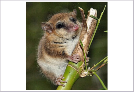 <p>What is the order of the animal shown?</p>