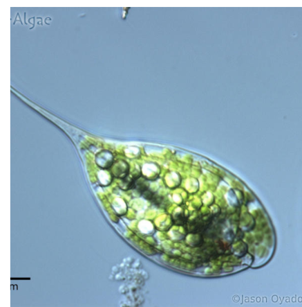 <p>Phytoplankton</p><p>Shallow fresh water</p><p>Can be autotrophs and heterotrophs if in dark</p><p>Have light detecting structure = eyespot</p>