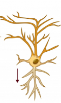 <p>Connect the sensory neurons to the motor neurons or other relay neurons. Have short dendrites and axons</p>
