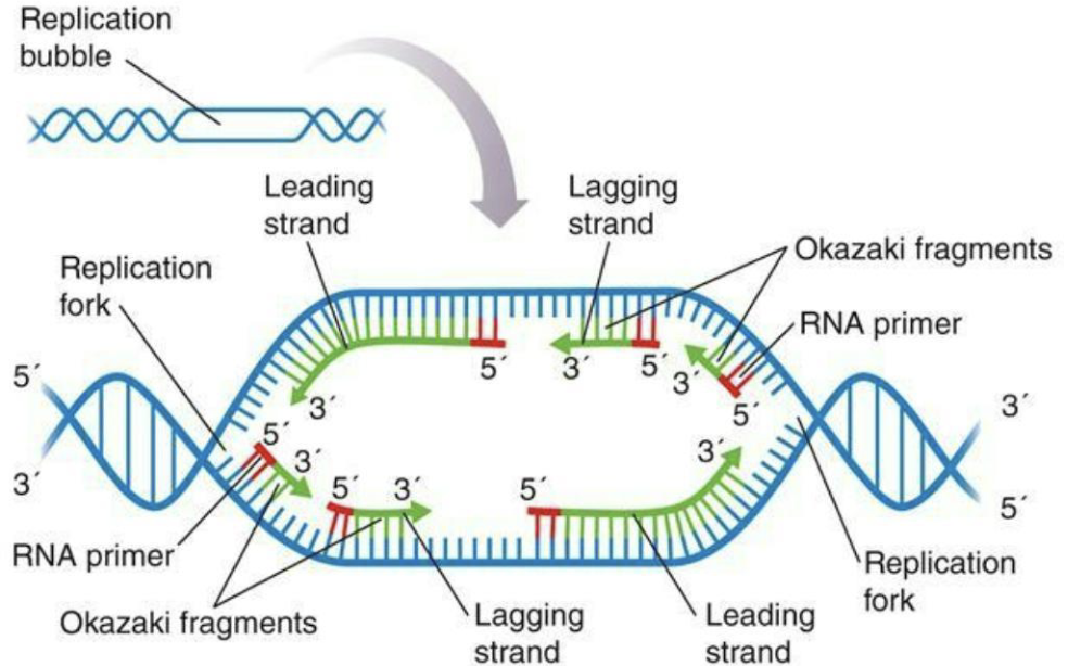 <ul><li><p>Initiation and elongation: DNA polymerase III adds nucleotides to RNA primers (synthesized by primase)</p></li><li><p><strong><em>Continuous</em></strong> leading strand and <strong><em>discontinuous</em></strong> lagging strand (forming Okazaki fragments)</p></li></ul><p></p>