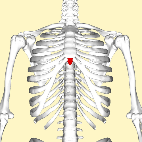 <p>What is the name of the <strong>small pointed structure at the bottom of the sternum</strong>?</p>