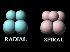 <p>unequal sized, spiral cells</p>
