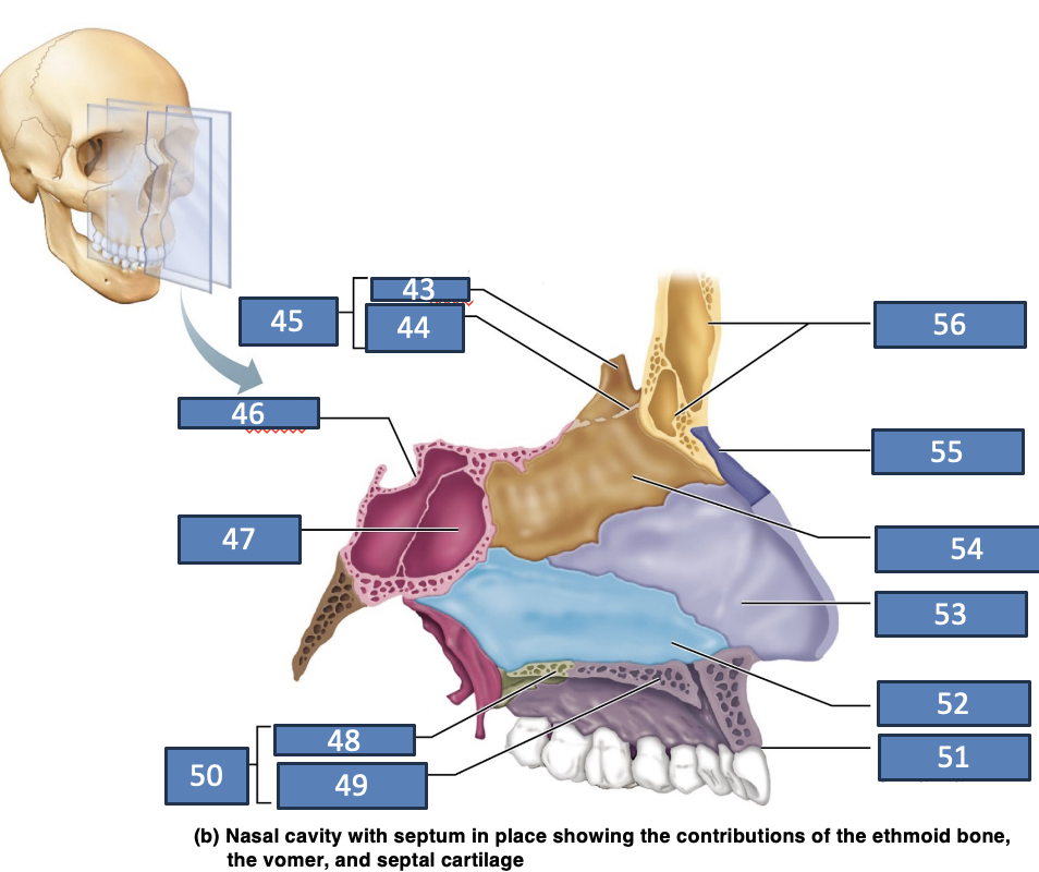 <p>palatine bone</p>