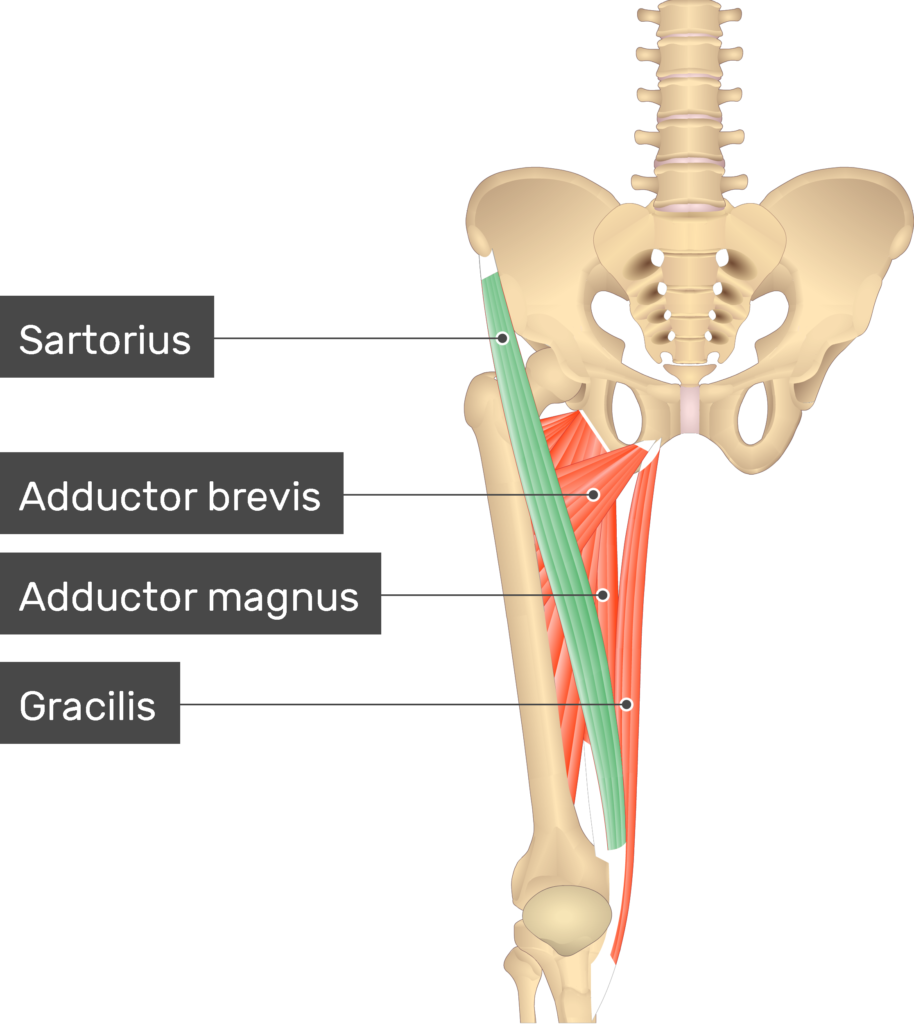 <p>Proximal Attachment (O): Anterior superior iliac spine and superior part of notch inferior to it</p><p>Distal Attachment (I): Superior part of medial surface of tibia (as part of pes anserinus)</p><p>Nerve: Femoral nerve (L2, L3)</p><p>Action: Flexes, abducts, and lateral rotates hip joint; flexes knee joint (medially rotates leg when knee joint is flexed)</p>
