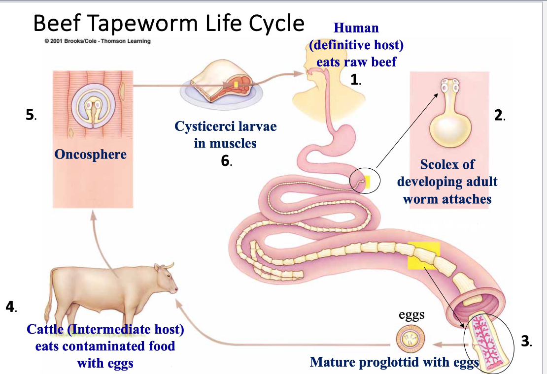 <p>1. Human (definitive host) is infected by eating raw or undercooked beef that contains cysticerci larvae. Sexual reproduction occurs</p><p></p><p>2. An adult tapeworm will develop from the cysticeri larvae. The scolex (head) develops first, allowing the tapeworm to attach to the small intestine of the human using its hooks and suckers. Start producing proglottids</p><p></p><p>3. Mature proglottids produce fertilized eggs with other beef tapeworms infecting the same host or from self fertilization Fertilized eggs will be released into the environment with host feces</p><p></p><p>4. Cattle (intermediate host) is infected by eating tapeworm contaminated foods which contain the eggs (produced by the human host). Asexual reproduction occurs </p><p></p><p>5. Eggs in the cattle develop into oncospheres and penetrate the intestinal wall and migrate to muscles</p><p></p><p>6. Oncospheres will develop into Cysticeri larvae and are found in the muscle of cattle. Cattle is slaughtered and the infected meat is sold. The cycle continues as humans eat infected and improperly cooked beef.</p><p></p>