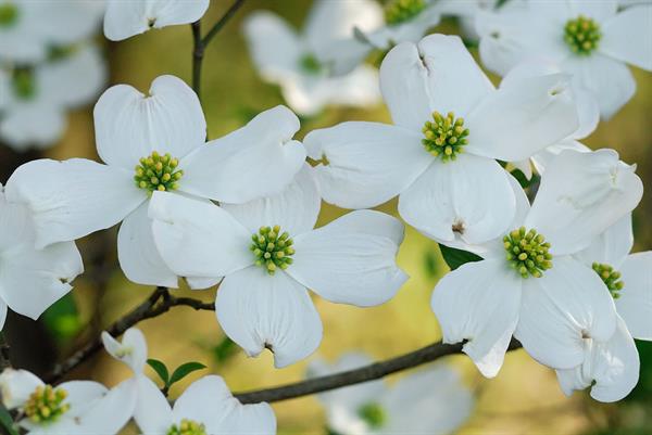 <p>Cornaceae (dogwood) floral<br>-sepals<br>-petals<br>-carpels<br>-ovary is…</p><p>-stamen</p>