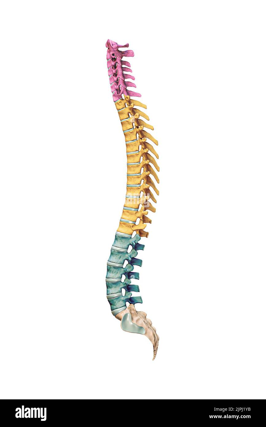 <p>Cervical vertebrae</p>