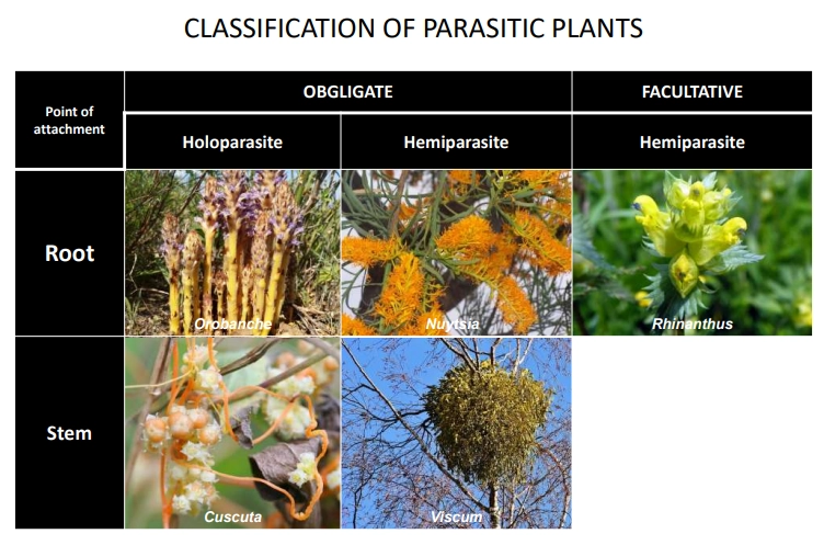 <ul><li><p>parasitism evolved independently at least <strong>12 </strong>times across the angiosperms (~1% of species)</p></li><li><p>they are generally classified by whether they attach via the <strong>roots </strong>or <strong>stem </strong>of the host, whether they are <strong>obligate </strong>(<strong>holoparasite</strong>, don’t photosynthesise, or <strong>hemiparasite</strong>, photosynthetic but without roots) or <strong>facultative </strong>(<strong>hemiparasite</strong>)</p></li><li><p>parasitism becomes more <strong>derived </strong>as it evolves: autotrophic plant → facultative hemiparasite → obligate hemiparasite → obligate holoparasite</p></li><li><p><strong>endoparasitism </strong>evolved <strong>4 </strong>times- constant environment + predator protection + ability to massively <strong>reduce </strong>the vegetative body (can involve HGT from the host)</p></li><li><p>they have highly <strong>reduced plastid genomes </strong>(photosynthesis + chloroplast genes lost/contain junk dna due to lack of selection pressure) + convergent loss of defence/stress response genes</p></li><li><p>their life cycles are <strong>coordinated </strong>with <strong>chemical cues </strong>produced by the <strong>host </strong>plants </p></li><li><p>they produce a <strong>haustorium</strong>- vascular connection with the xylem/phloem, which also allows free transport of <strong>hormones</strong>, <strong>proteins</strong>, <strong>mRNA</strong>, <strong>viruses</strong></p></li><li><p><strong>mycoheterotrophs</strong> are plants which obtain carbon from other photosynthetic plants through the mycorrhizal network</p></li><li><p>they are important <strong>ecosystem engineers</strong>- by suppressing the growth of dominant species, they enable greater diversity</p></li><li><p>parasitic weeds are also responsible for massive crop losses eg. witchweed</p></li><li><p>desert Cistanche species are root parasites that can be planted in an effort to reduce desertification by stabilising soils (also a farmed carbohydrate source)</p></li></ul><p></p>