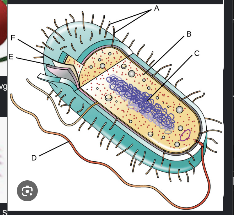 <p>Apart from internal structures, prokaryotes also have external structure. Try to label the external (and internal) structure of prokaryotes that you know</p>