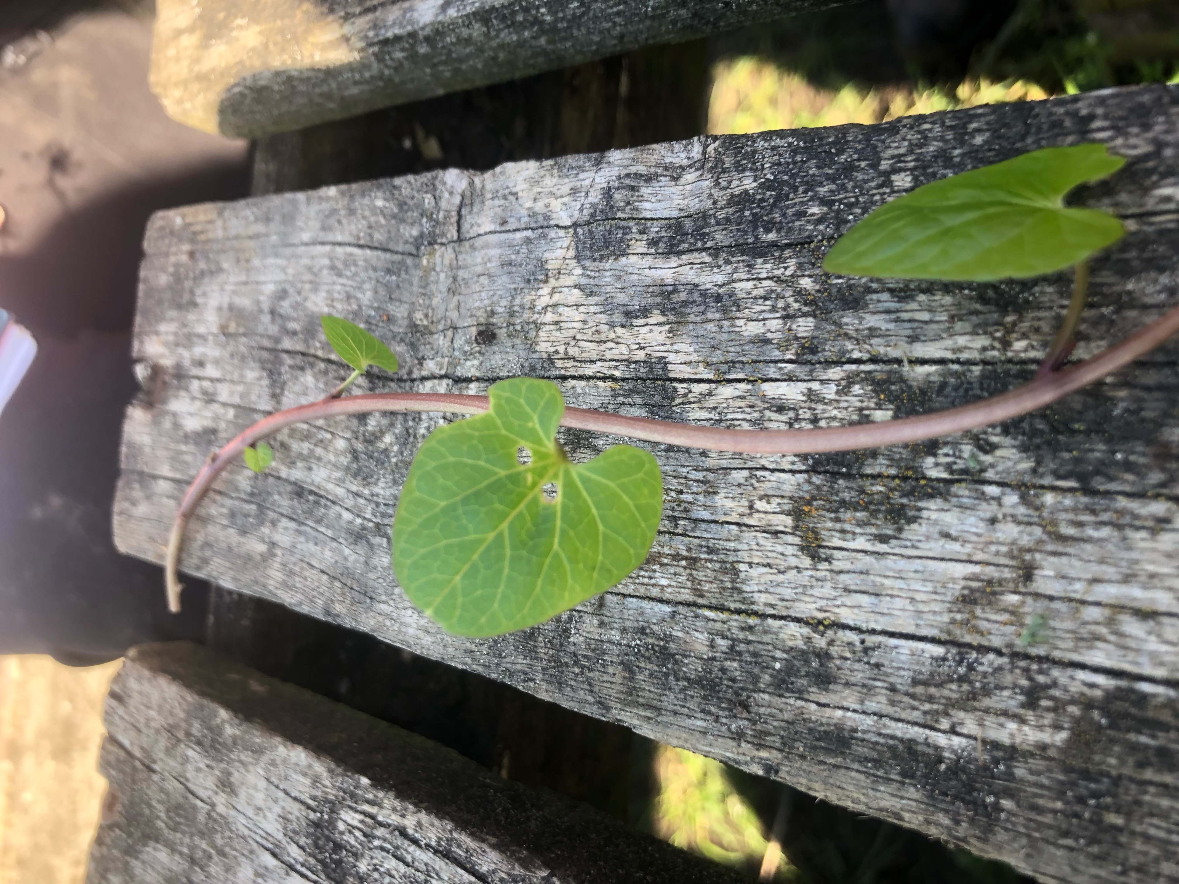 <p>Hedge bindweed Latin name</p>