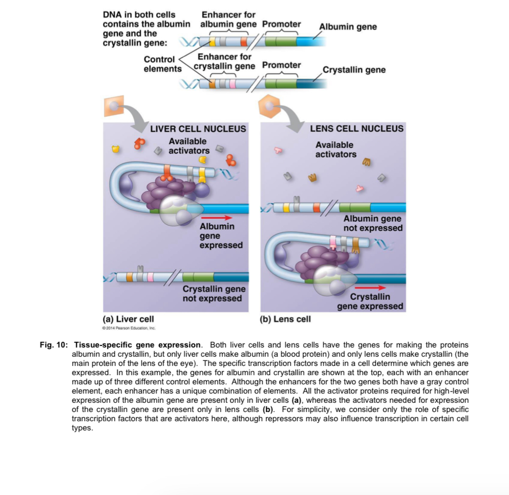 <ol><li><p><strong>Activators</strong> bind their respective enhancers</p></li><li><p><strong>General transcription factors</strong> bind to the promoter and mediate the binding of <u>RNA polymerase</u>, forming a transcription initiation complex</p></li></ol><ul><li><p>rate of transcription is basal </p></li></ul><ol start="3"><li><p><strong>DNA-bending protein</strong> causes the <u>looping of DNA </u></p></li></ol><ul><li><p>this allows <u>activators</u> bound to enhancers located far upstream or downstream to be <u>brought close to the promoter </u></p></li></ul><ol start="4"><li><p><strong>Activators</strong> interact with <strong>mediator proteins</strong>, which serve as adaptor molecules and <u>facilitate the interaction</u> of the activator with general transcription factors and RNA polymerase </p></li></ol><ul><li><p>this results in improved recruitment of general transcription factors and RNA polymerase to the promoter to form a stable TIC </p></li><li><p>activator also facilitates the proper positioning of the transcription initiation complex </p></li><li><p>activator also facilitates the proper positioning of the transcription initiation complex on the promoter to initiate transcription </p></li><li><p>rate of transcription is increased </p></li></ul><p></p><p>note: in eukaryotes, the precise temporal/spatial control of transcription depends largely on the binding of activators to their respective enhancers </p><ul><li><p>the particular combination of enhancers associated with a a gene will be able to activate transcription only when the appropriate activators are present during precise timing of development or in a specific cell type like liver or lens cell </p></li></ul><p></p>