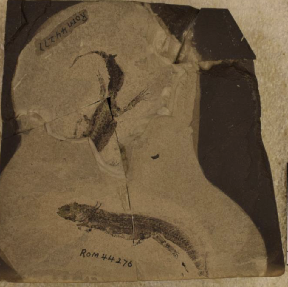 <p>external gills</p>