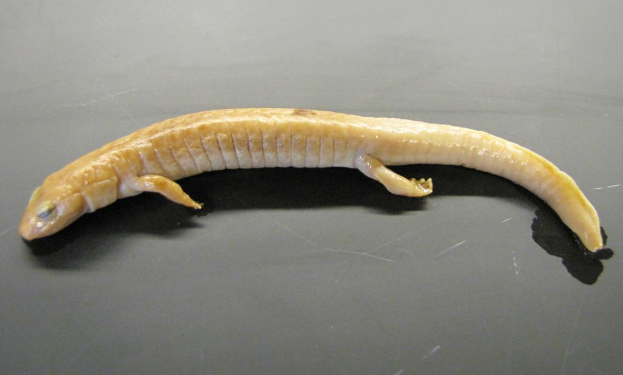 <p>Common name, Family, Scientific Name?</p>