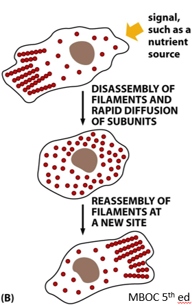 <p>What type of interactions hold cytoskeletal filaments together?</p>