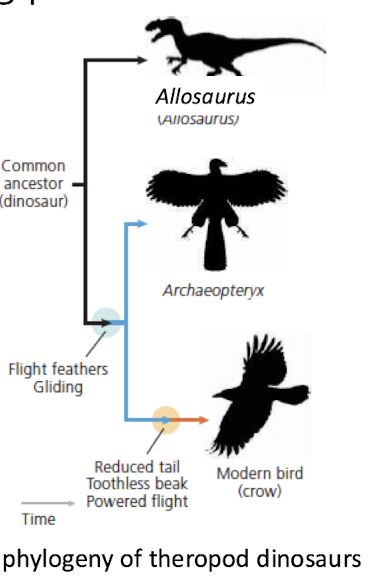 <p>Look at the <strong>theropod dinosaur phylogeny</strong>.</p><p>What is the tree actually showing?</p>