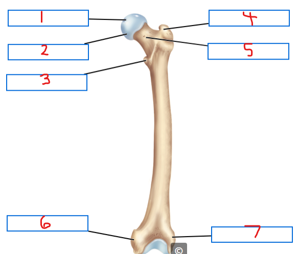 <p>4</p>