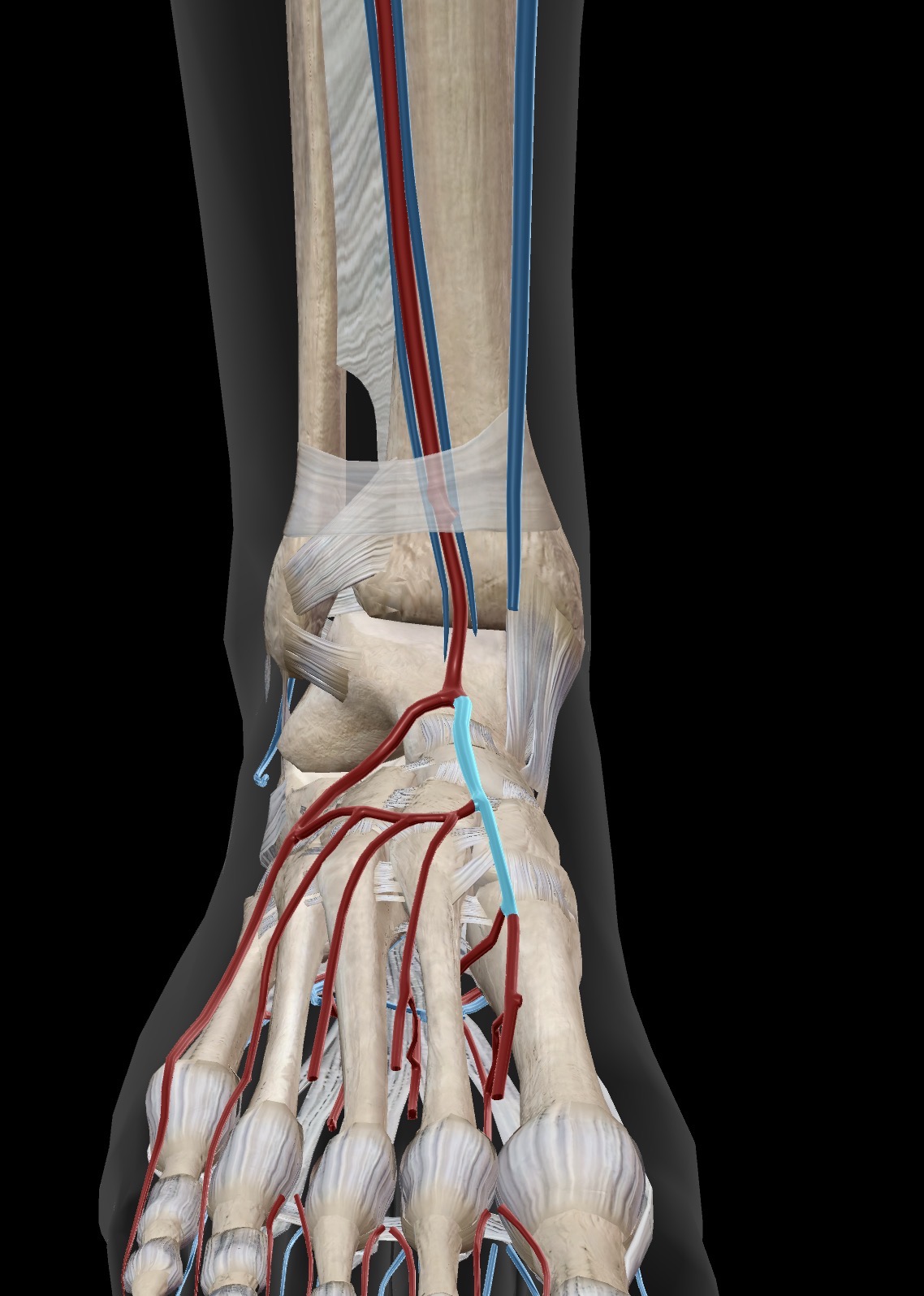 <p>What artery is this? What is this artery useful for in physiotherapy?</p>